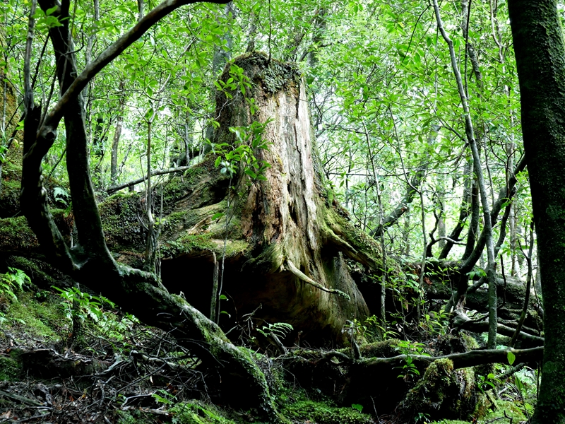 屋久島の切り株
