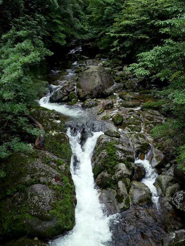 白谷雲水峡の川
