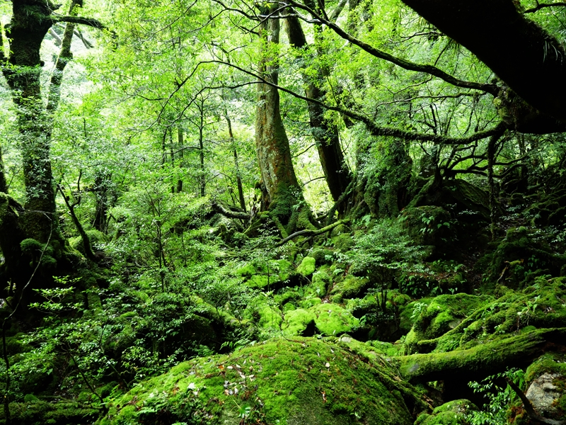 白谷雲水峡苔むす森