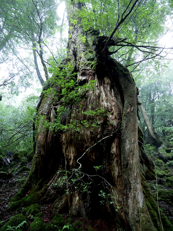 幽玄な雰囲気の屋久杉