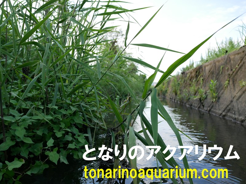 ズナガニゴイ飼育 かわいい日本の淡水魚の飼い方 となりのアクアリウム