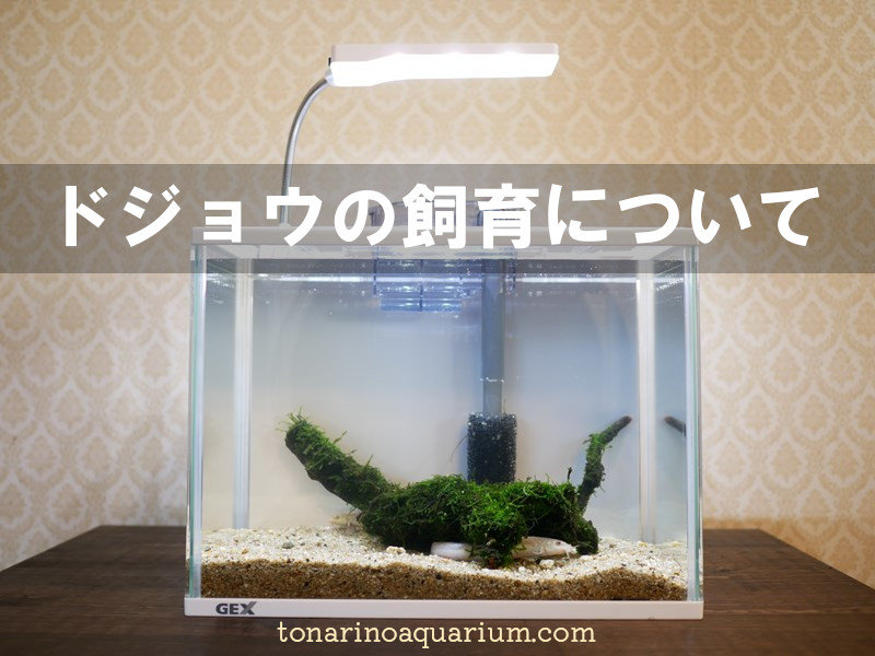 日本のドジョウ飼育 初心者からおすすめできる淡水魚 となりのアクアリウム